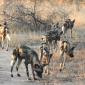 Wild Dogs