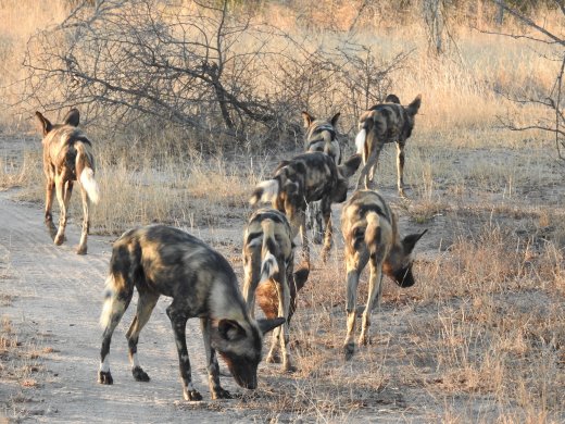 Wild Dogs