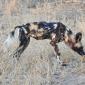 Wild Dogs