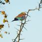 Lilac-breasted Roller
