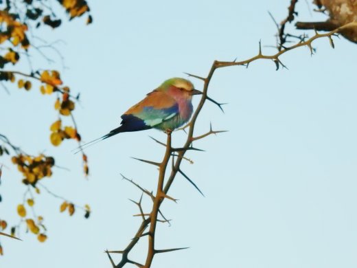 Lilac-breasted Roller