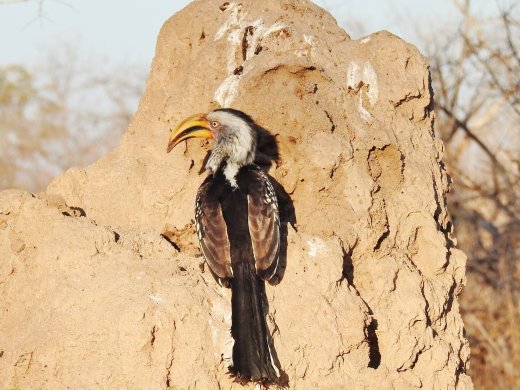 Yellow-billed Hornbill