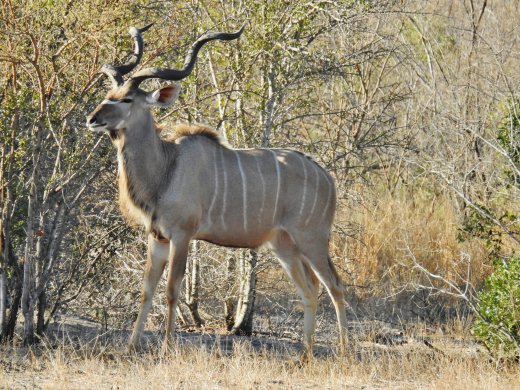 Kudu