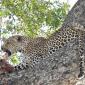 Female Leopard with Impala Kill