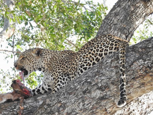 Female Leopard with Impala Kill