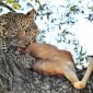Female Leopard with Impala Kill