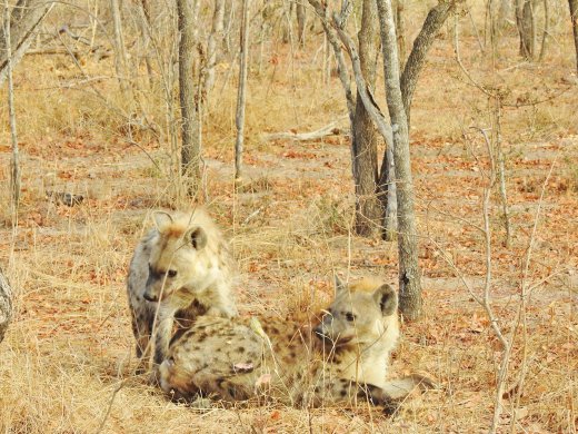 Hyena waiting for scraps