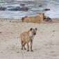 Female Lion eating with a Hyena in the foreground.