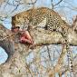 Female Leopard eating kill