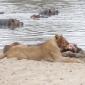 Female Lion eating the Baby Hippo