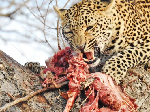 Female Leopard eating kill