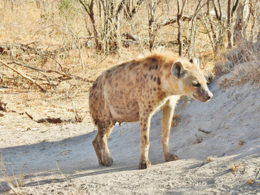 Hyena Den