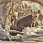 Hyena Den