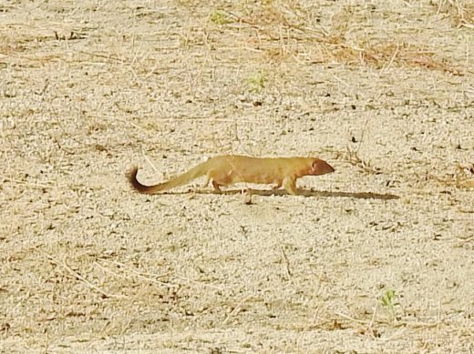 Slender Mongoose