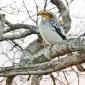 Yellow-billed Horn Bill