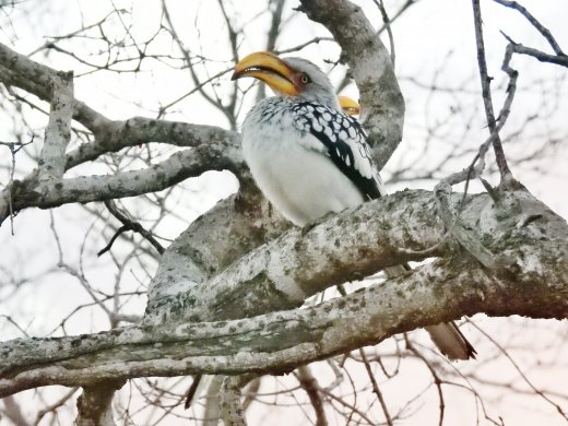 Yellow-billed Horn Bill