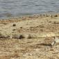 Baby Crocodile