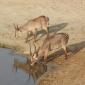 Waterbuck