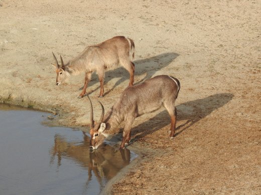 Waterbuck