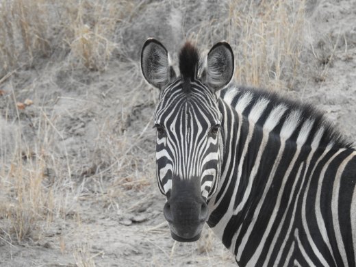Zebra