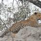 Male Leopard