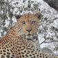 Male Leopard