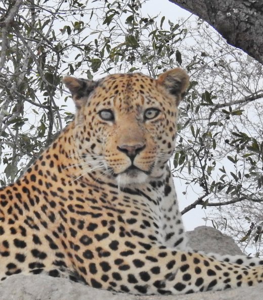 Male Leopard