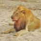 Second Male Lion