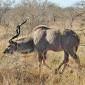 Male Kudu