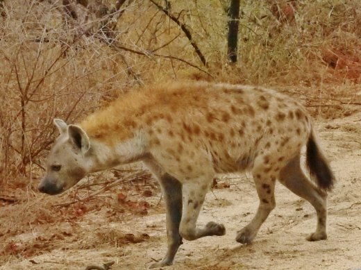 Hyena