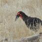 Southern Ground Hornbill
