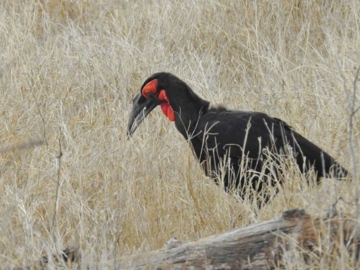 Southern Ground Hornbill