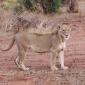 Lion Sighting