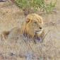 Lion Sighting