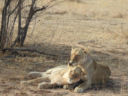 Two Female Lions