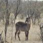 Waterbuck