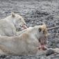 Lions on Impala Carcass