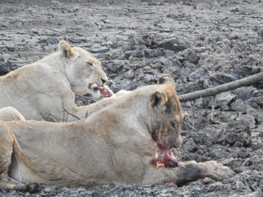 Lions on Impala Carcass