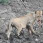 Lions on Impala Carcass