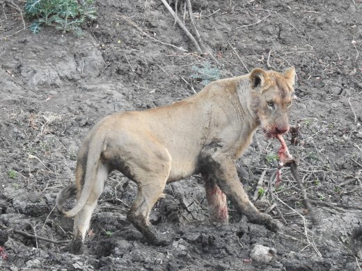 Lions on Impala Carcass