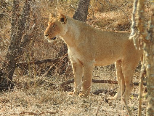 Female Lion