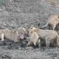 Lions on Impala Carcass