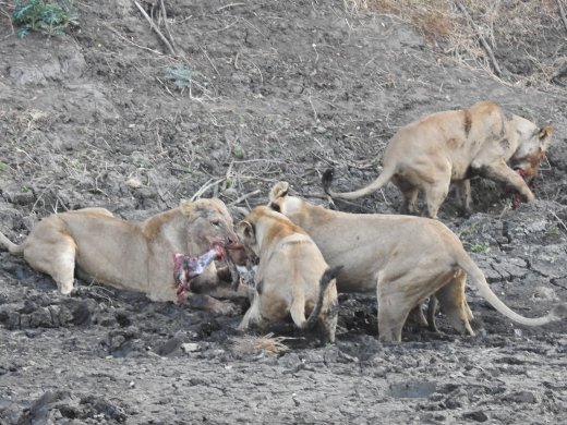 Lions on Impala Carcass
