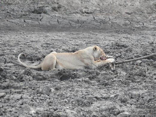 Lions on Impala Carcass