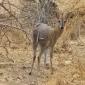 Grey Duiker