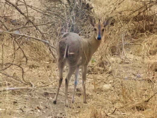 Grey Duiker
