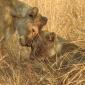 Two Female Lions