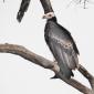 White-headed Vulture