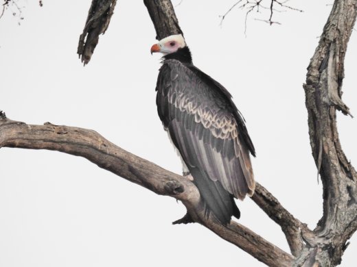 White-headed Vulture