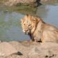 Male Lion